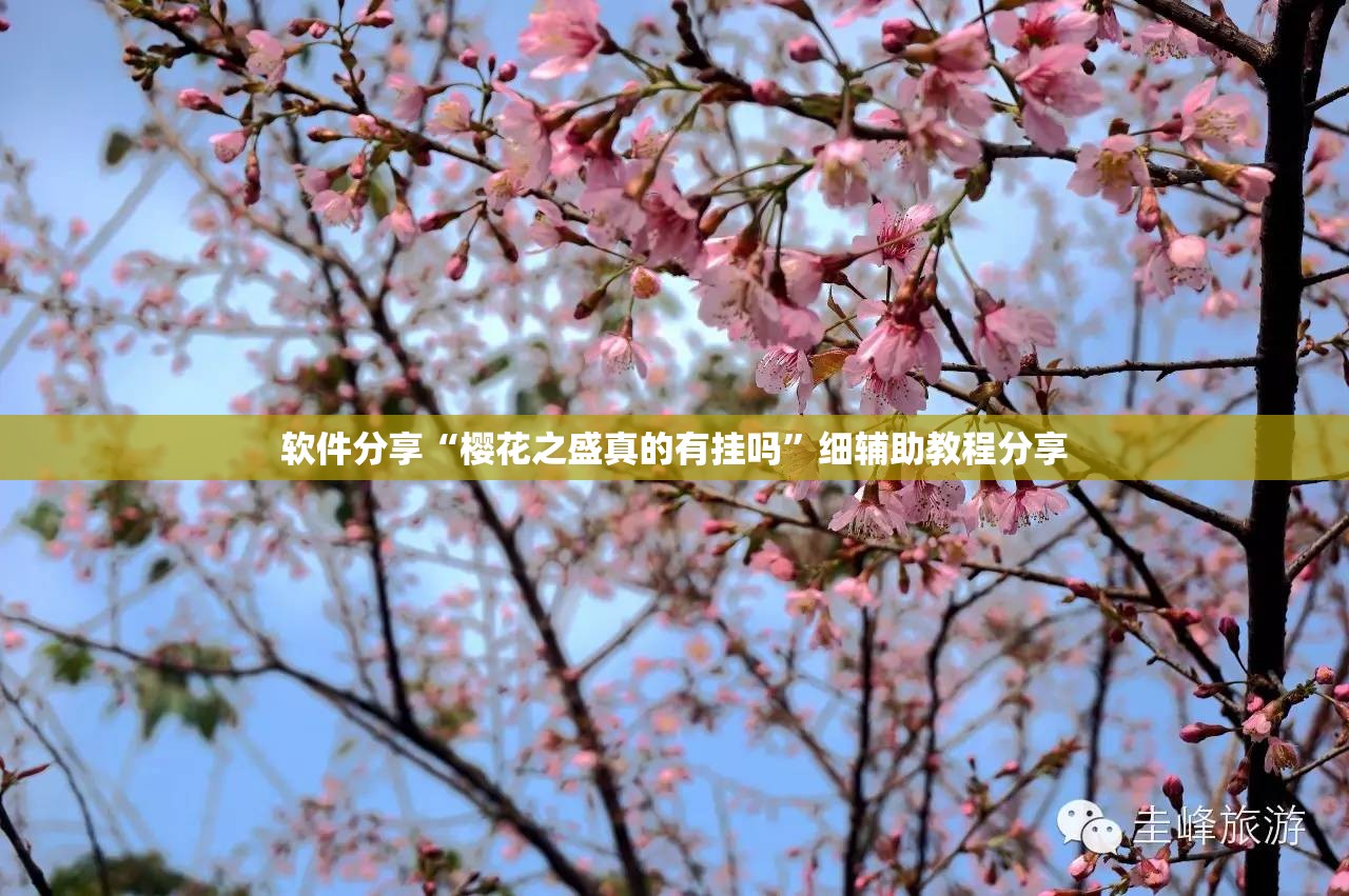 软件分享“樱花之盛真的有挂吗”细辅助教程分享