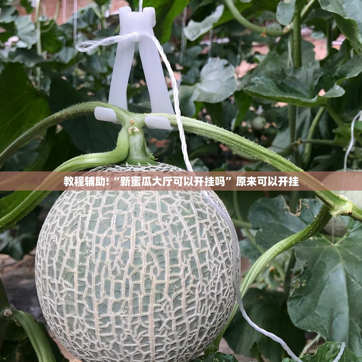 教程辅助!“新蜜瓜大厅可以开挂吗	”原来可以开挂