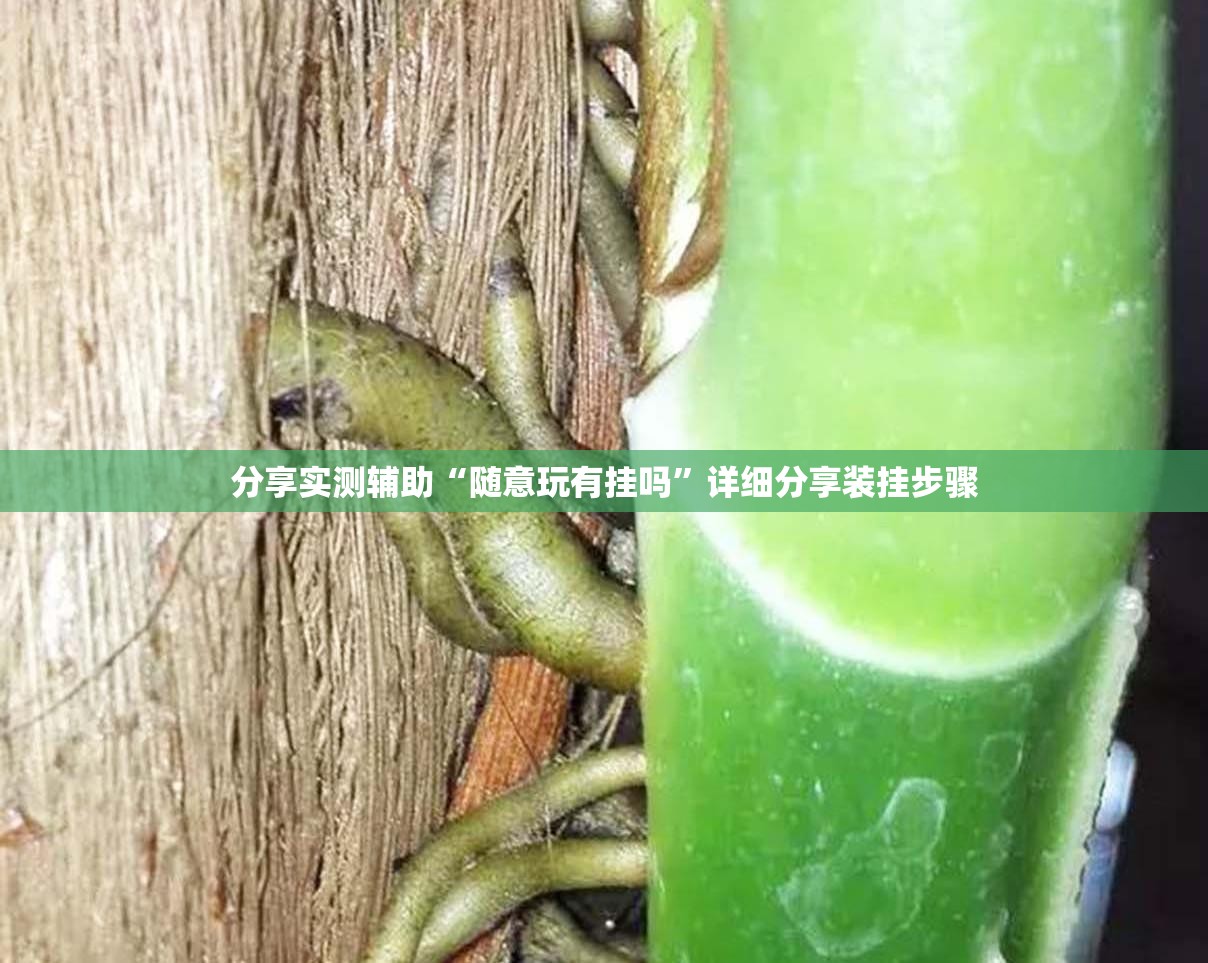 分享实测辅助“随意玩有挂吗	”详细分享装挂步骤